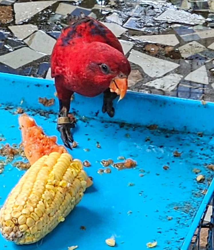 activity resorts near thane